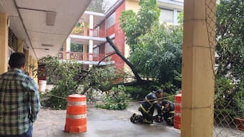 Caída de árboles en Benito Juárez, CDMX: cómo solicitar una indemnización por daños a autos y casas