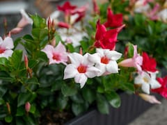 La planta que puede dar flores todo el año y es fácil de cuidar: cuál es y qué necesita para vivir