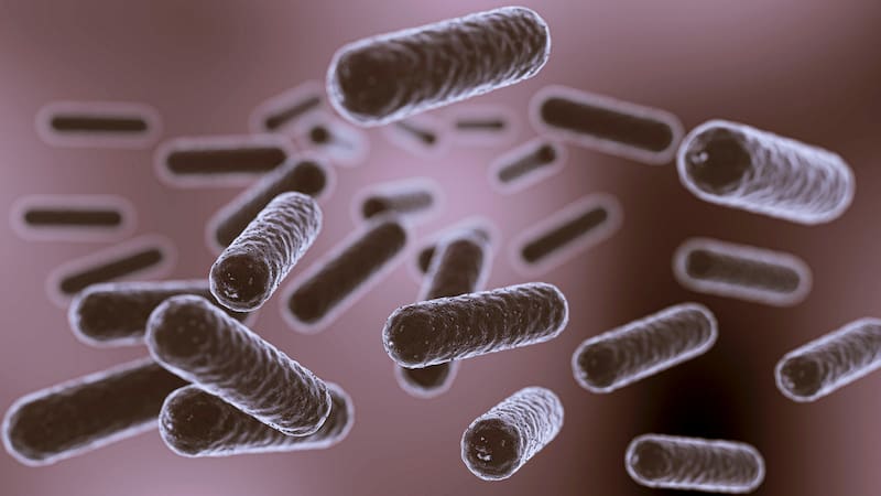 La agencia recomienda no consumir la clara de huevo afectada y acudir a un centro de salud si aparecen síntomas compatibles con la salmonelosis.
