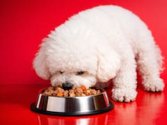 Suspenden una comida de perro muy popular de todas las góndolas por riesgo de “perforación intestinal” mortal para tus mascotas