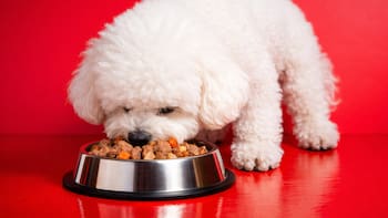 Suspenden una comida de perro muy popular de todas las góndolas por riesgo de “perforación intestinal” mortal para tus mascotas