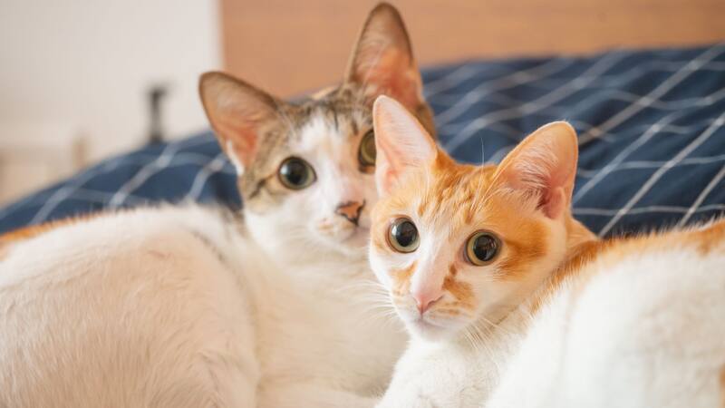 Alerta en Argentina por una enfermedad en gatos altamente mortal: qué dicen los expertos. Foto: Shutterstock