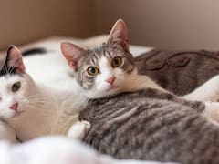 Por qué mí gato viene a dormir a la cama en la mitad de la noche: así lo explican los expertos