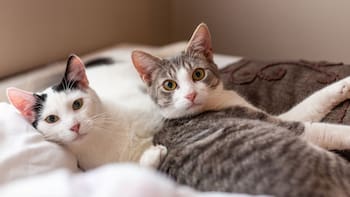 Por qué mí gato viene a dormir a la cama en la mitad de la noche: así lo explican los expertos
