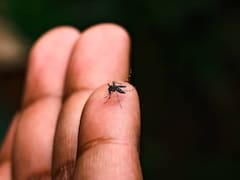 Alerta por fiebre amarilla: Salud confirmó la muerte de tres personas en Bogotá y ya hay diez casos reportados en 2026