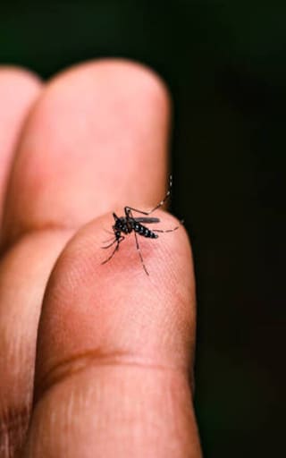 Alerta por fiebre amarilla: Salud confirmó la muerte de tres personas en Bogotá y ya hay diez casos reportados en 2026