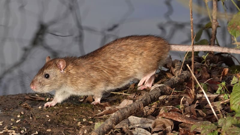 Alerta por hantavirus | Educación suspendió las clases en este colegio