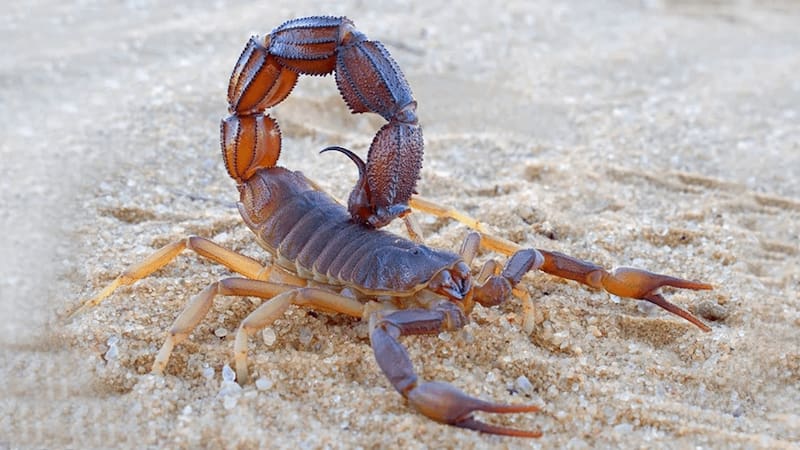 Alerta por invasión de alacranes.