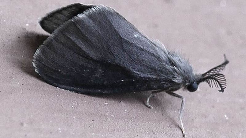 Alerta por la aparición de las polillas negras: qué problemas causan y las recomendaciones de los expertos. Foto: Monsquiteras 24H