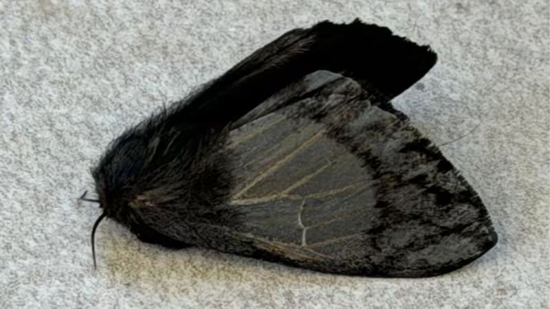 Alerta por la aparición de las polillas negras: qué problemas causan y las recomendaciones de los expertos. Foto: Facebook