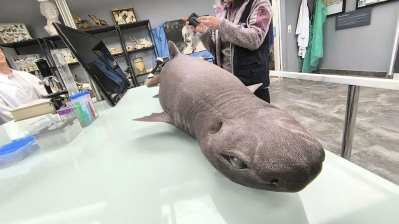 Alerta por un tiburón foca que atormenta las costas de España. Foto: EFE