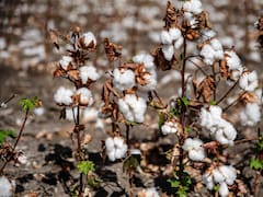 Cuenta regresiva para la textil de Vicentin: cómo es “la tercera vía” para evitar la quiebra