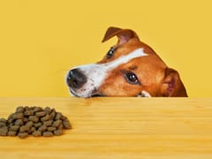 Alerta máxima para dueños de mascotas: exigen retirar este alimento balanceado de todas las veterinarias por riesgo de perforación intestinal