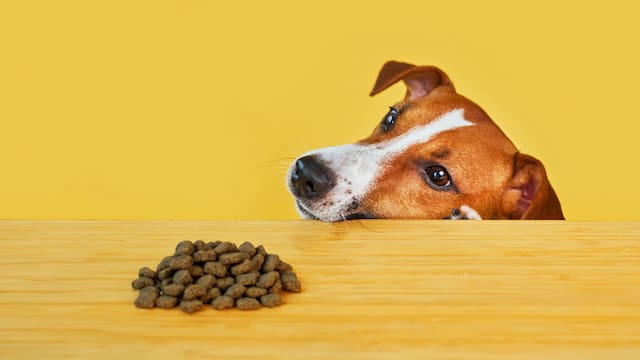 Alerta máxima para dueños de mascotas: exigen retirar este alimento balanceado de todas las veterinarias por riesgo de perforación intestinal