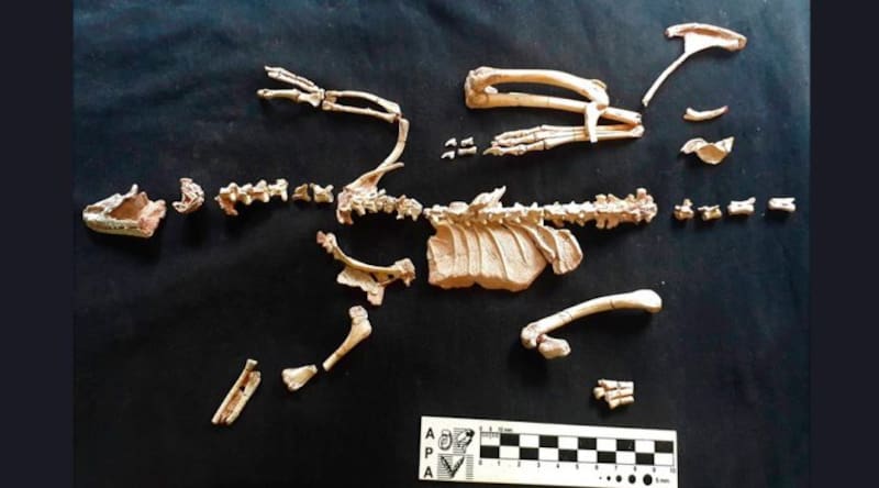 Así es el esqueleto del Alnashetri cerropoliciensis. Fuente: CONICET.