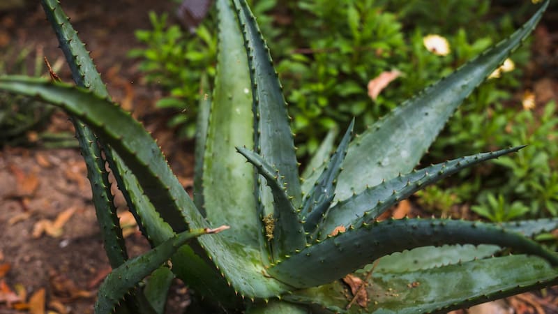 El aloe vera tiene múltiples beneficios, según el Feng Shui
