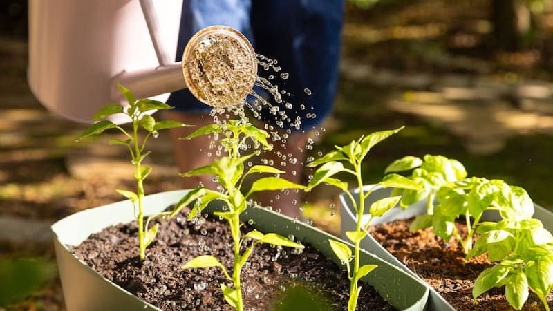 Álvaro Pedrera, jardinero experto: “Si regás tus plantas una vez a la semana, estás cometiendo un error”