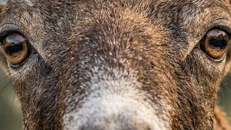 Apareció la especie más peligrosa: parece un simple animal pero es una especie invasora que puede destruir la economía de un país entero.