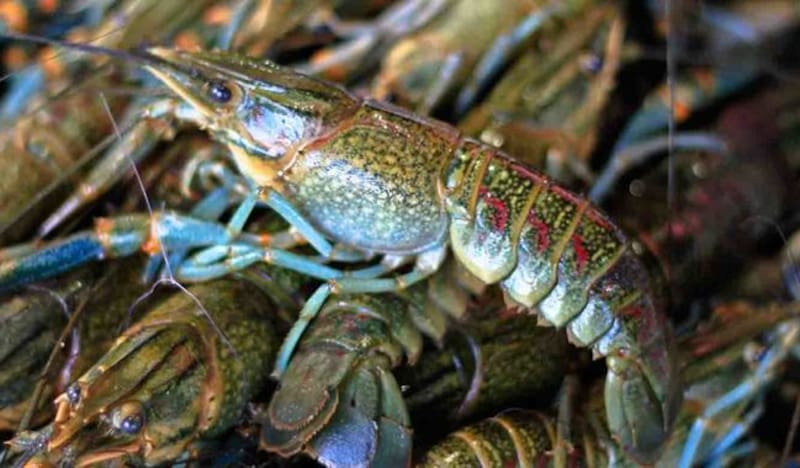 El Gobierno hace un llamado a la gente para que denuncie la pesca ilegal en México.