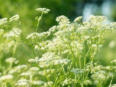 Lo mejor para tratar la artritis: la hierba milagrosa que reduce el dolor articular, previene enfermedades y recupera los huesos con colágeno