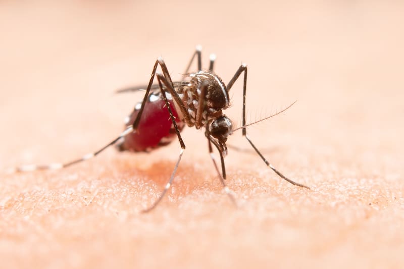 ANMAT ordenó retirar del mercado productos contra mosquitos, que se vendían online sin autorización sanitaria.