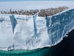 El descubrimiento del siglo: encuentran en la Antártida animales acuáticos nunca antes vistos