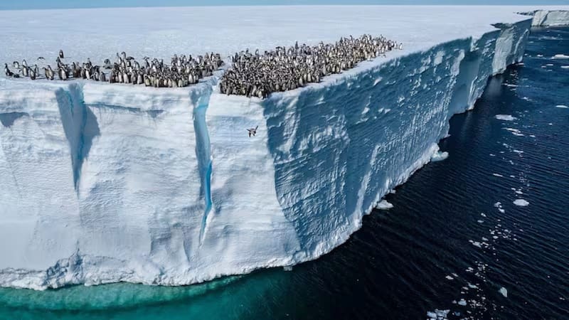 El descubrimiento del siglo: encuentran en la Antártida animales acuáticos nunca antes vistos.