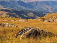Argentina crea historia con la reaparición de un mamífero en riesgo de extinción: llevan años luchando por su reintroducción