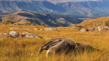 Argentina crea historia con la reaparición de un mamífero en riesgo de extinción: llevan años luchando por su reintroducción