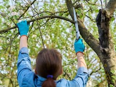 Anuncio oficial | Desde marzo, sancionarán a las personas por no podar los árboles de su casa