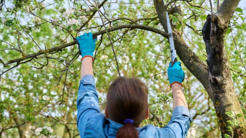 Anuncio oficial | Desde marzo, sancionarán a las personas por no podar los árboles de su casa. Foto: Freepik