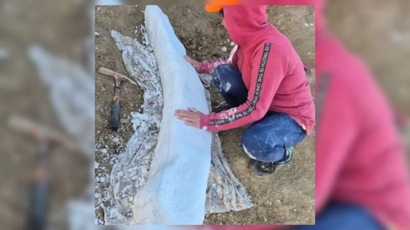 Apareció en Argentina el fósil de uno de los mamíferos más raros del mundo y tiene más de 100 mil años
Fuente: Museo de Ciencias Naturales de Miramar