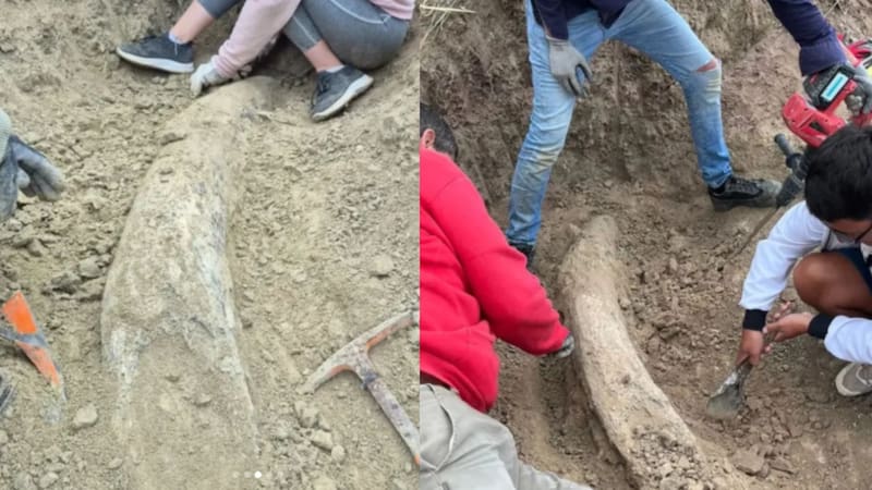 Apareció en Argentina el fósil de uno de los mamíferos más raros del mundo y tiene más de 100 mil años
Fuente: Museo de Ciencias Naturales de Miramar