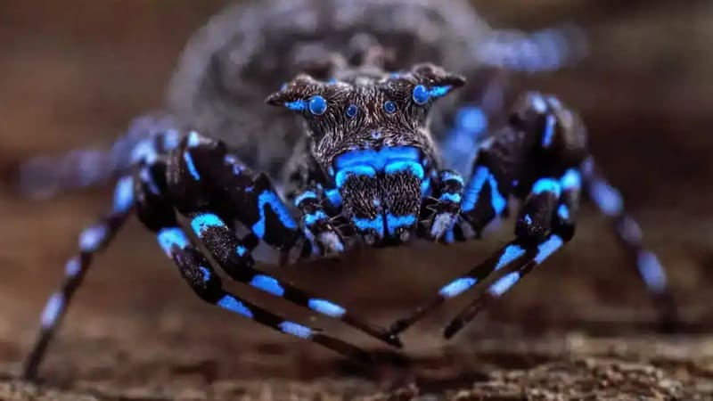 Hallazgo histórico en África: descubren una araña cangrejo azul capaz de brillar bajo la luz ultravioleta que desconcierta a los científicos.