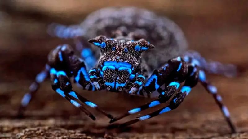 Hallazgo histórico en África: descubren una araña cangrejo azul capaz de brillar bajo la luz ultravioleta que desconcierta a los científicos.