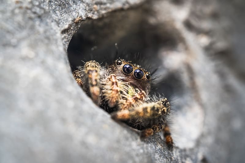 Plano de una Araña saltarina.