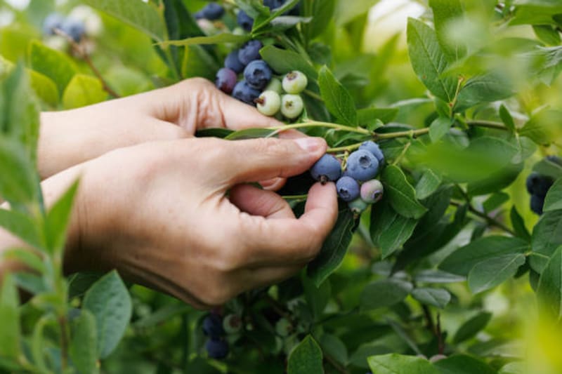 Cultivo de arándanos