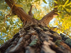 El árbol ideal para decorar y perfumar el jardín: crece en maceta, conserva su hoja todo el año y se adapta a espacios chicos