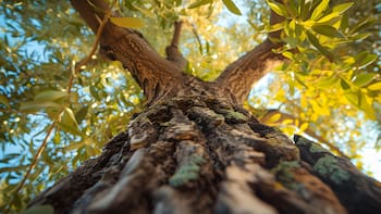 El árbol ideal para decorar y perfumar el jardín: crece en maceta, conserva su hoja todo el año y se adapta a espacios chicos