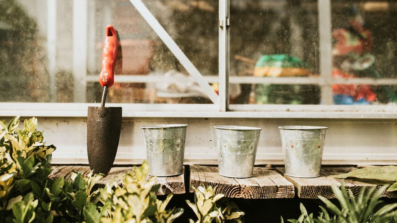 El ciruelo combina una floración característica con la producción de frutos que pueden consumirse durante los meses cálidos.