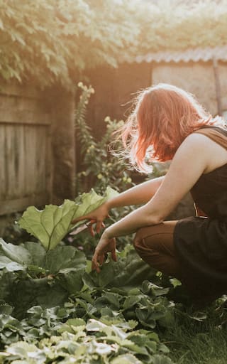 El árbol que los hogares piden a gritos: requiere pocos cuidados, da frutos en verano y resiste largas sequías