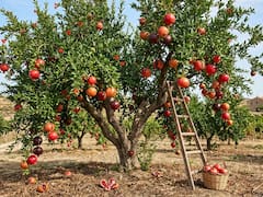 Ideal para todas las casas: el árbol que no levanta el piso, crece rápido, da frutos y soporta la sequía