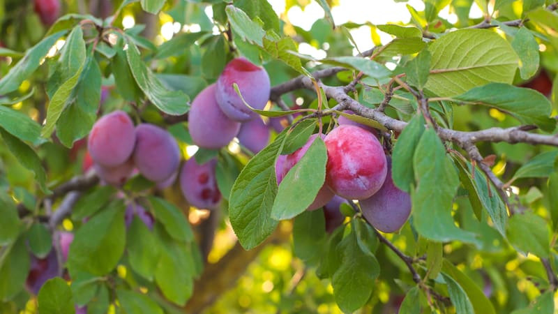 El ciruelo combina una floración característica con la producción de frutos que pueden consumirse durante los meses cálidos.