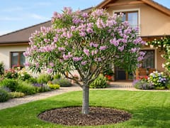 El árbol de flores rosadas que resiste el calor y la sequía: puede crecer en jardines pequeños