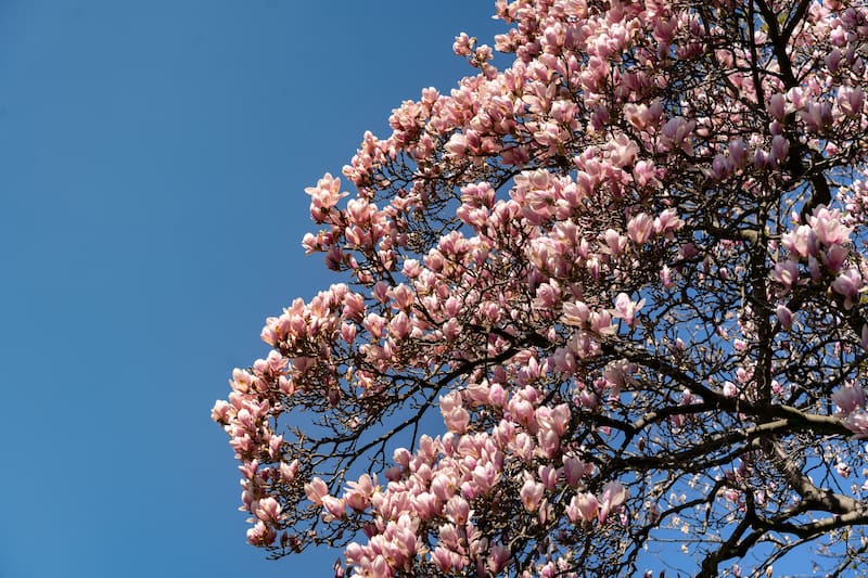 Valdastillas se convierte cada año en uno de los mejores puntos para observar la floración masiva de cerezos en el Valle del Jerte.
