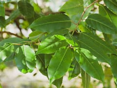 Poner una hoja de laurel en la harina o el arroz: para qué sirve y por qué lo recomiendan