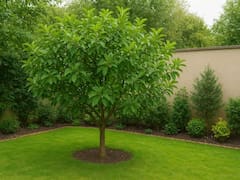 Ideal para casas pequeñas: el árbol que produce frutos todo el año, no levanta raíces y es fácil de mantener