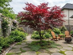 Perfecto para casas pequeñas: el árbol que da flor todo el año, no necesita riego diario y ocupa poco espacio