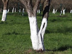 Pocos lo saben: para qué se suelen pintar de blanco los troncos de los árboles y por qué es importante