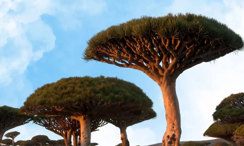 El árbol Sangre de Dragón se ha convertido en uno de los íconos de la isla (Fuente: Shutterstock).